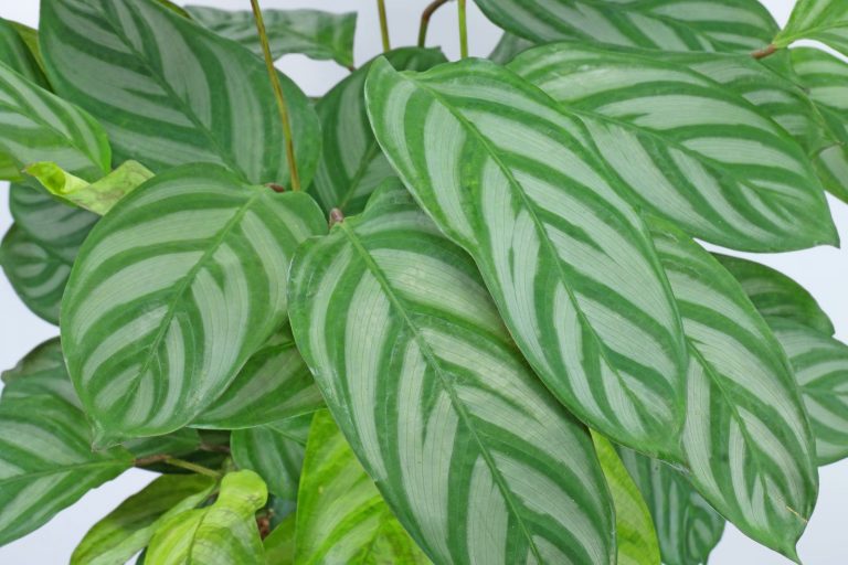 Ctenanthe setosa
