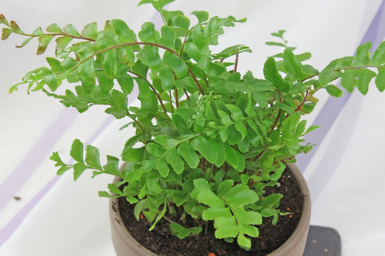 Didymochlaena truncatula