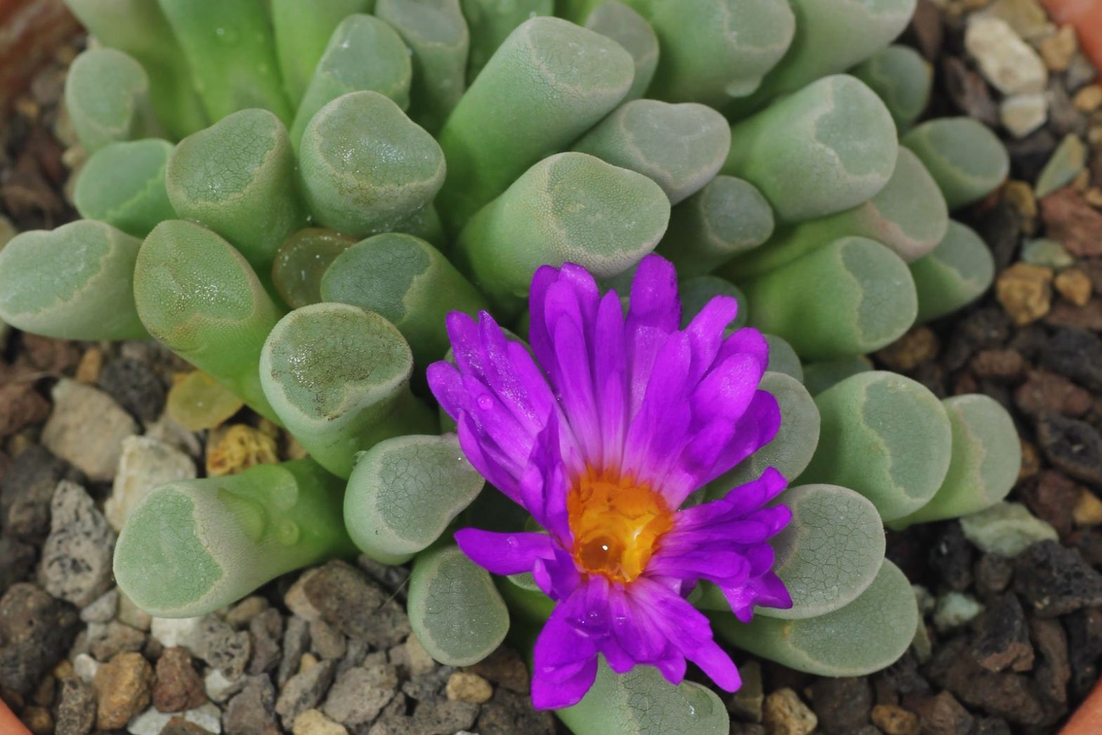 Lebende Steine (Frithia humilis & F. pulchra) › Zimmerpflanzen Pflege