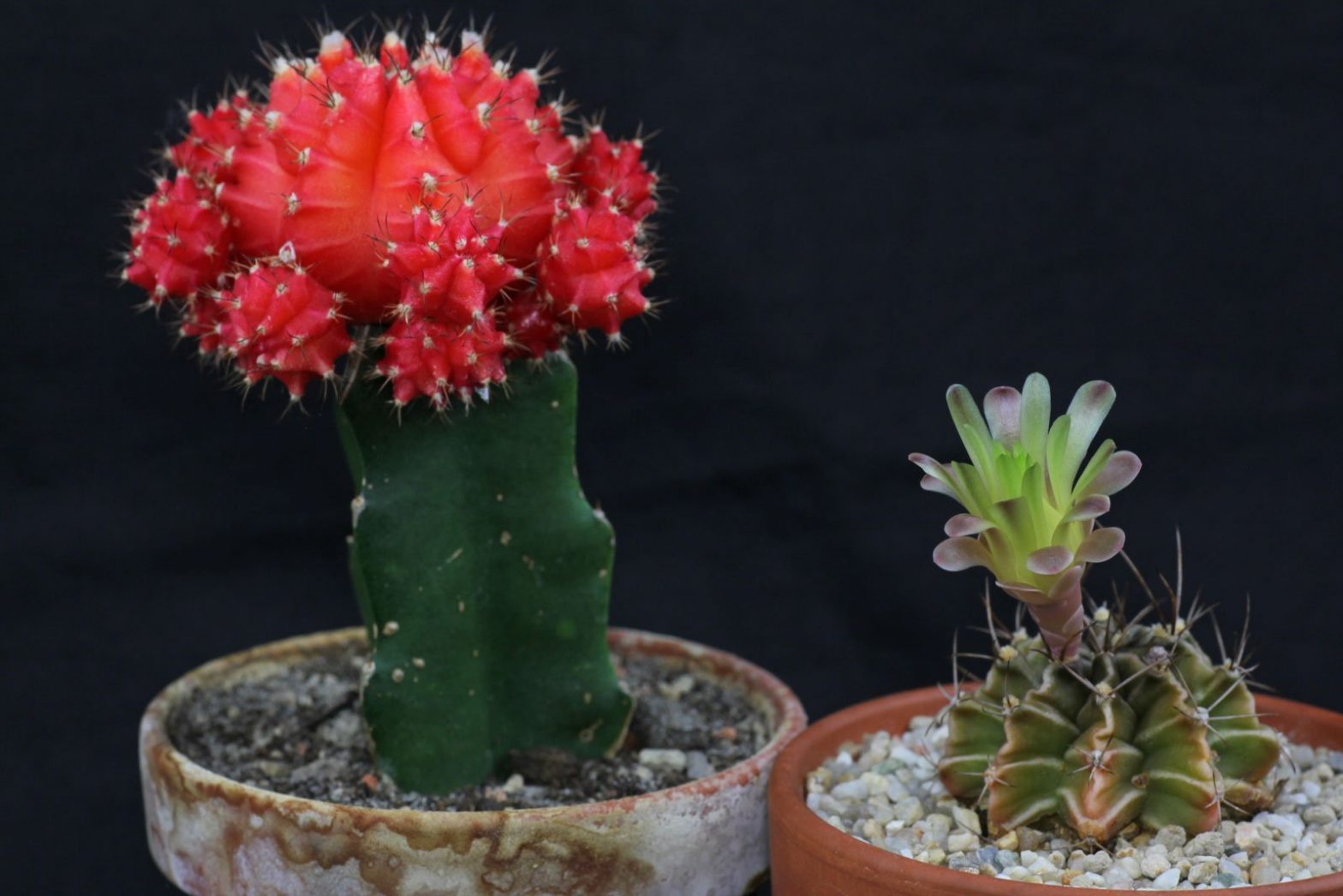 Gymnocalycium mihanovichii