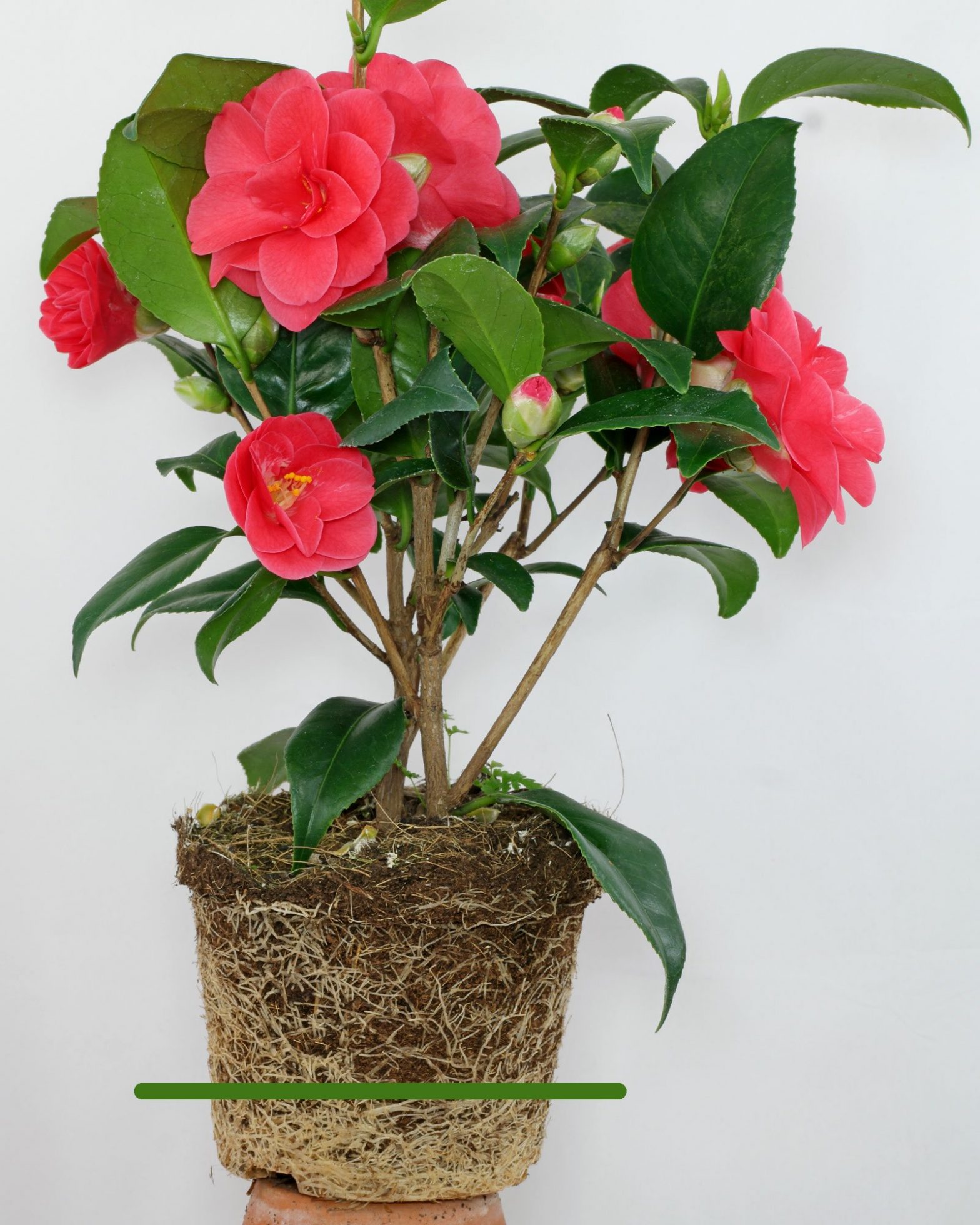 Kamelia (Camellia japonica)