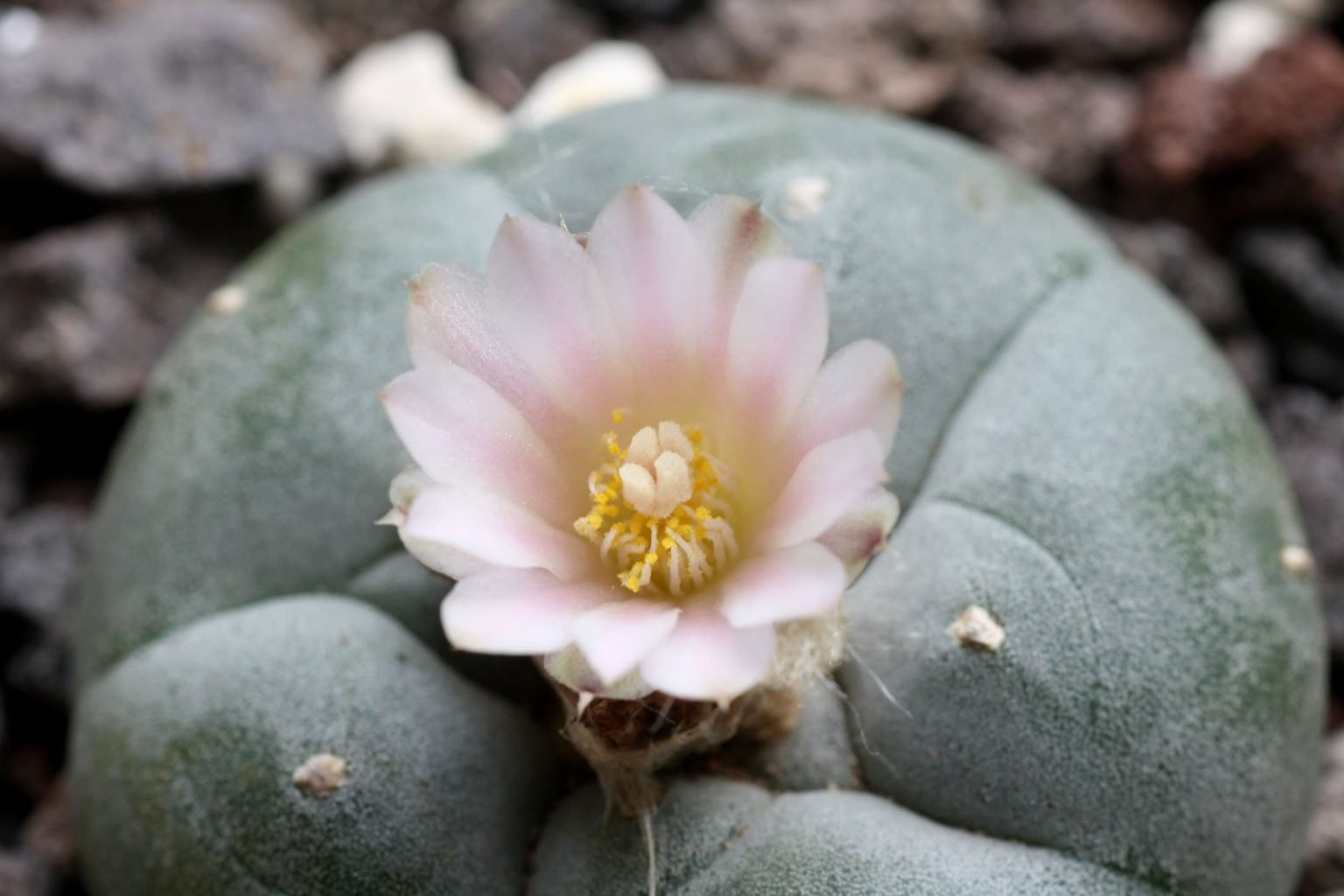 Peyote (Lophophora williamsii)
