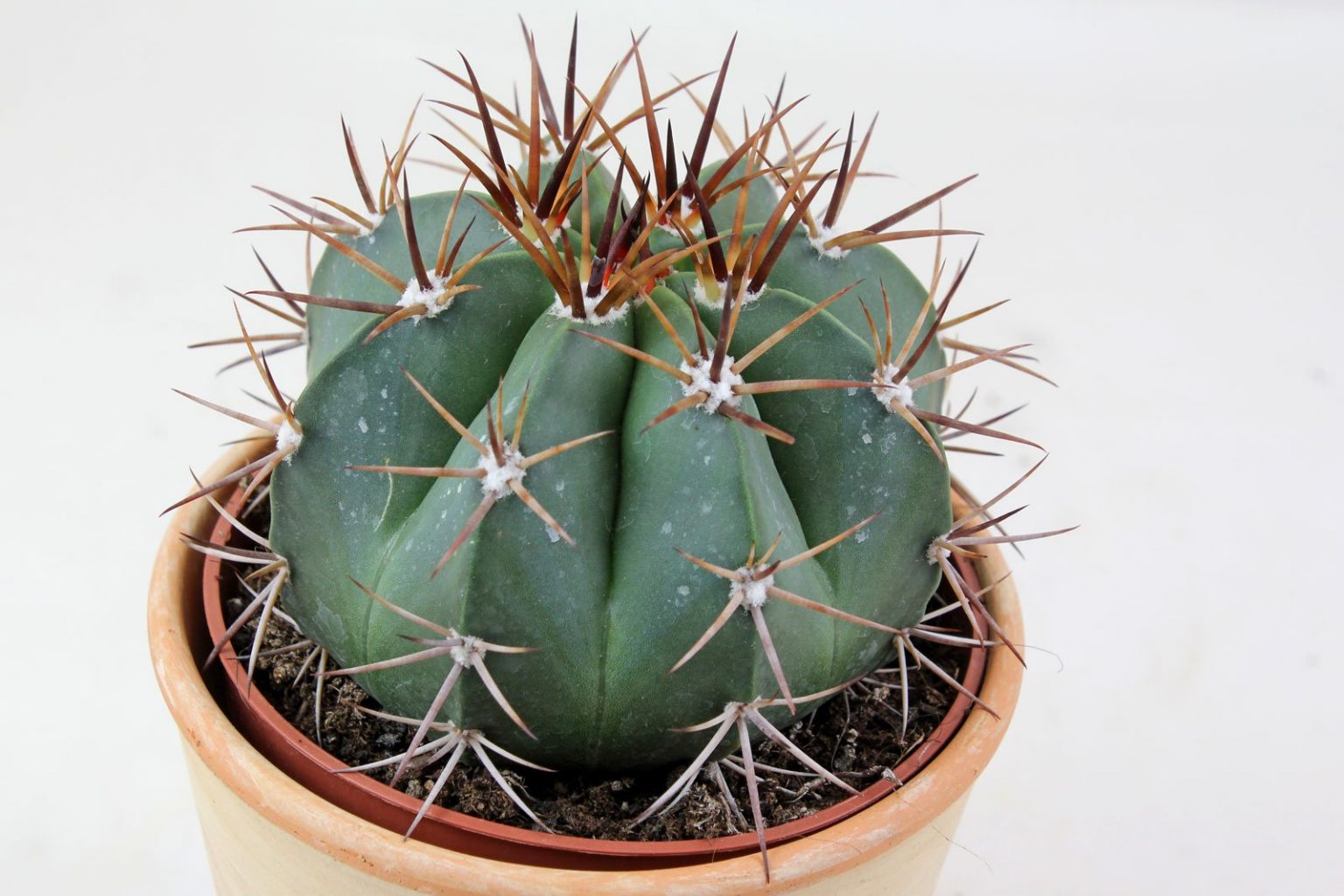 Melocactus bahiensis (Melonenkaktus)