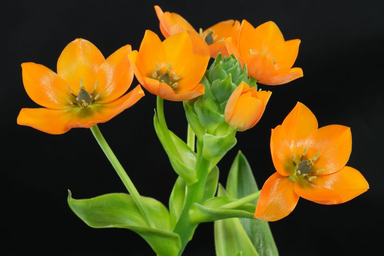 Orangefarbener Milchstern Milchstern Orange Pflege