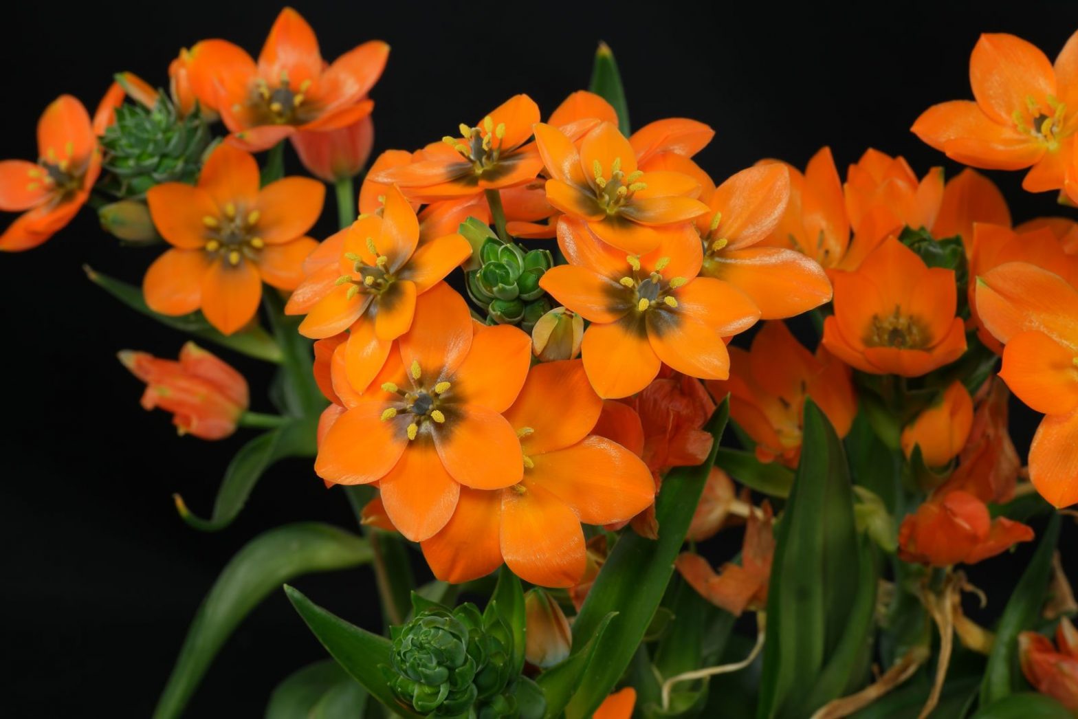 Orangefarbener Milchstern Milchstern Orange Pflege