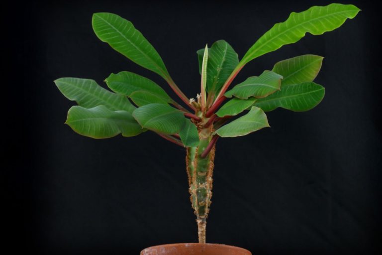 Spuckpalme (Euphorbia leuconeura) Pflege