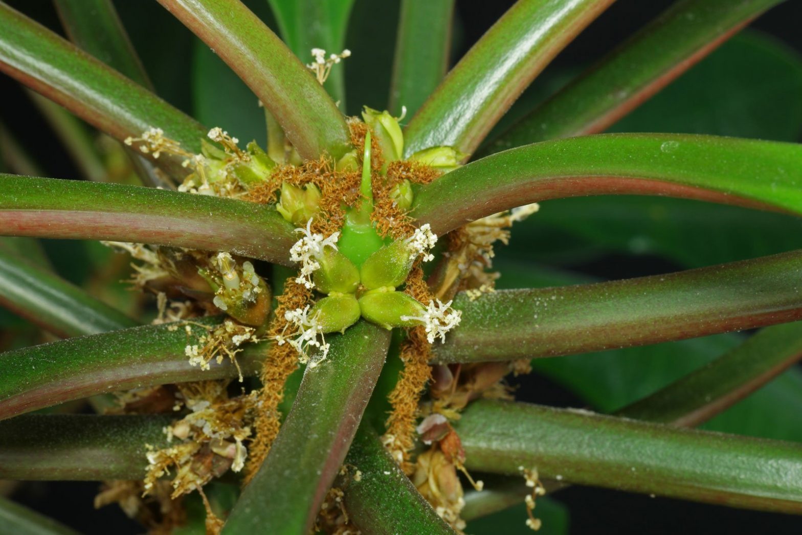 Spuckpalme Euphorbia Leuconeura Pflege spuckpalme-euphorbia-leuconeura-pflege