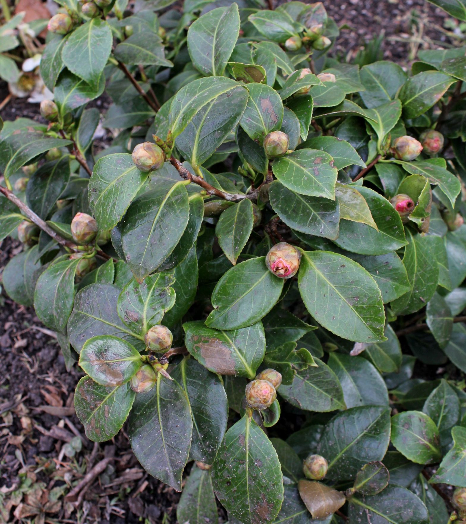 Kamelia (Camellia japonica)