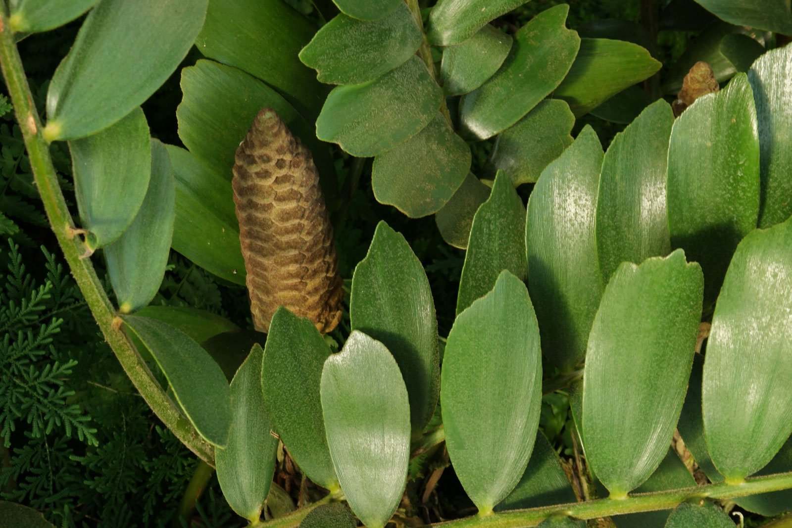 palmfarn (zamia furfuracea)