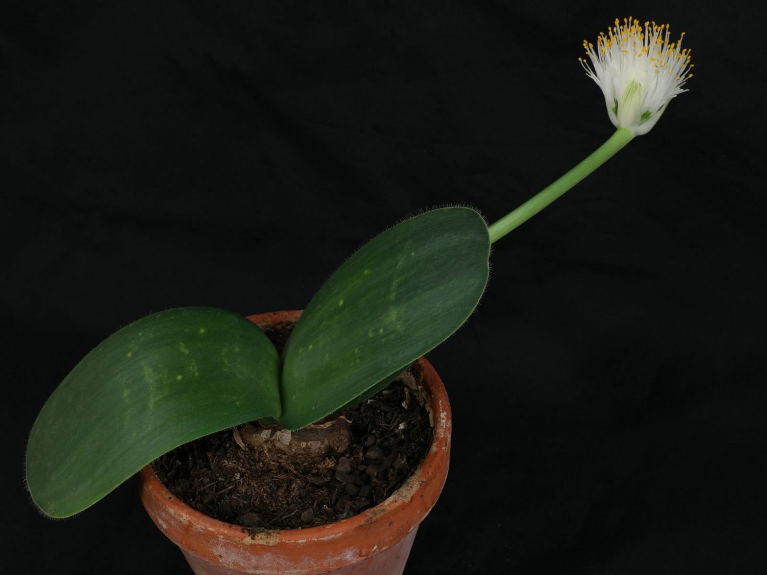 Elefantenohr (Haemanthus albiflos) Pflege