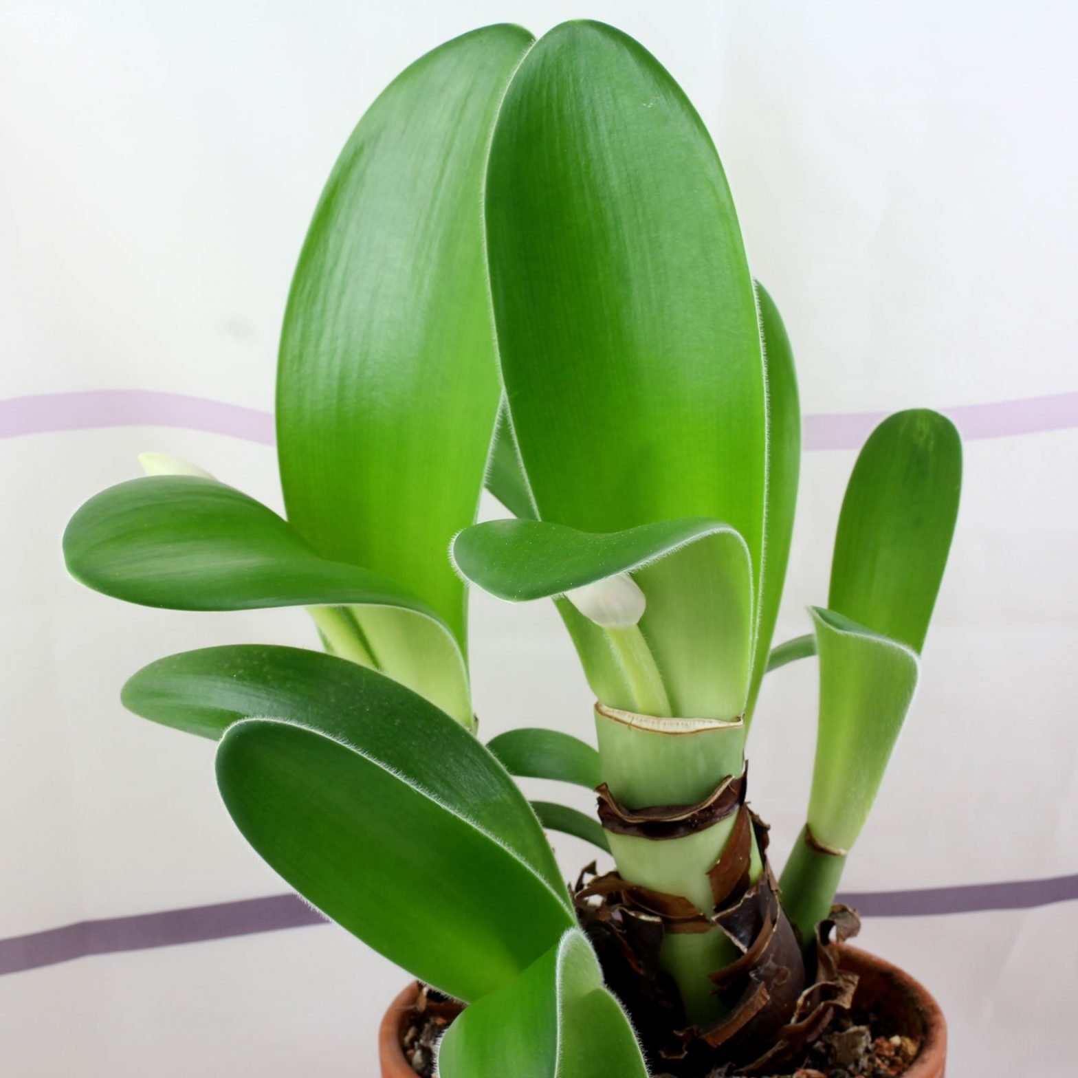 Elefantenohr (Haemanthus albiflos) Pflege