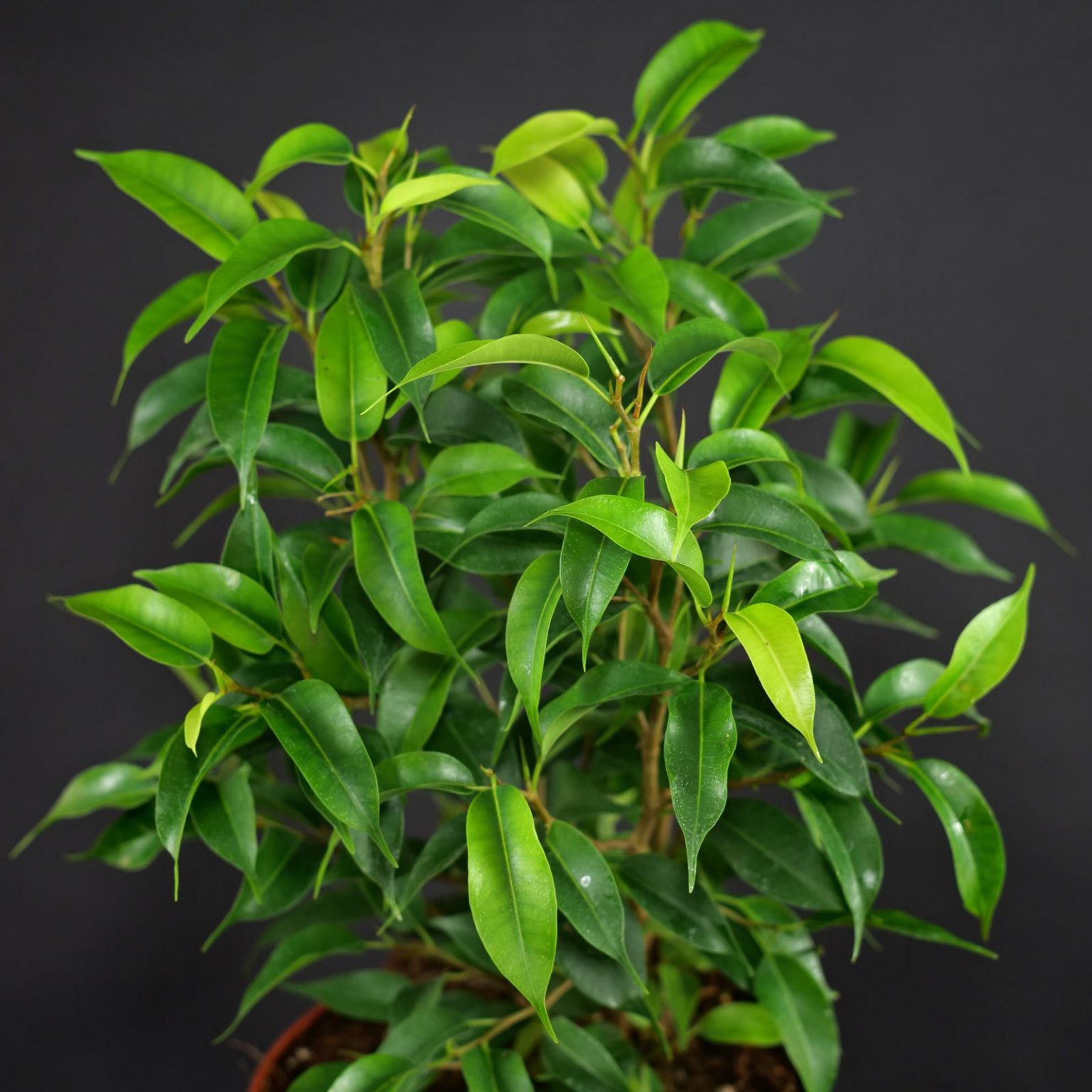 Benjamini, Birkenfeige, Gummibaum (Ficus benjamina)