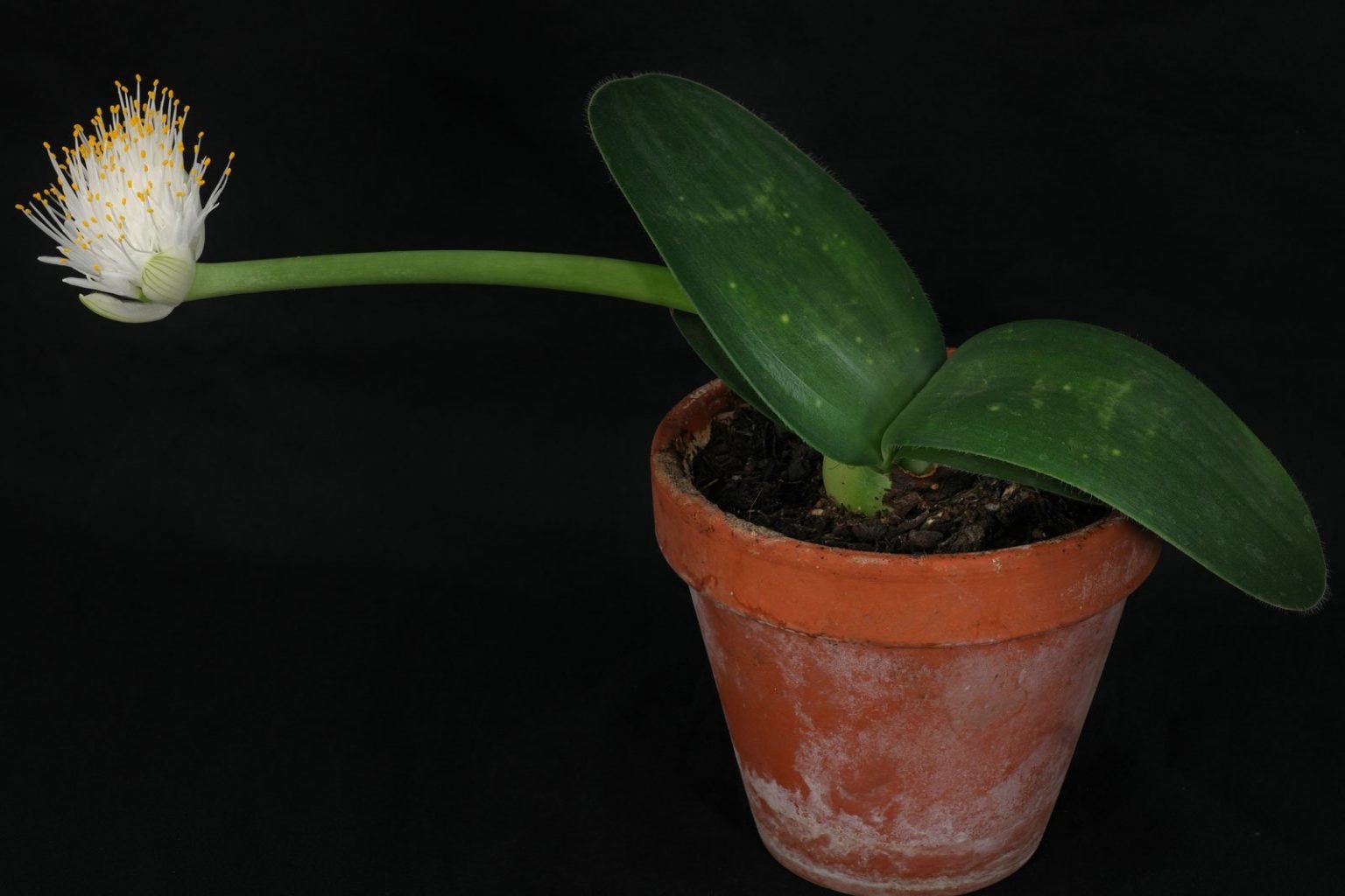 Elefantenohr (Haemanthus albiflos) Pflege