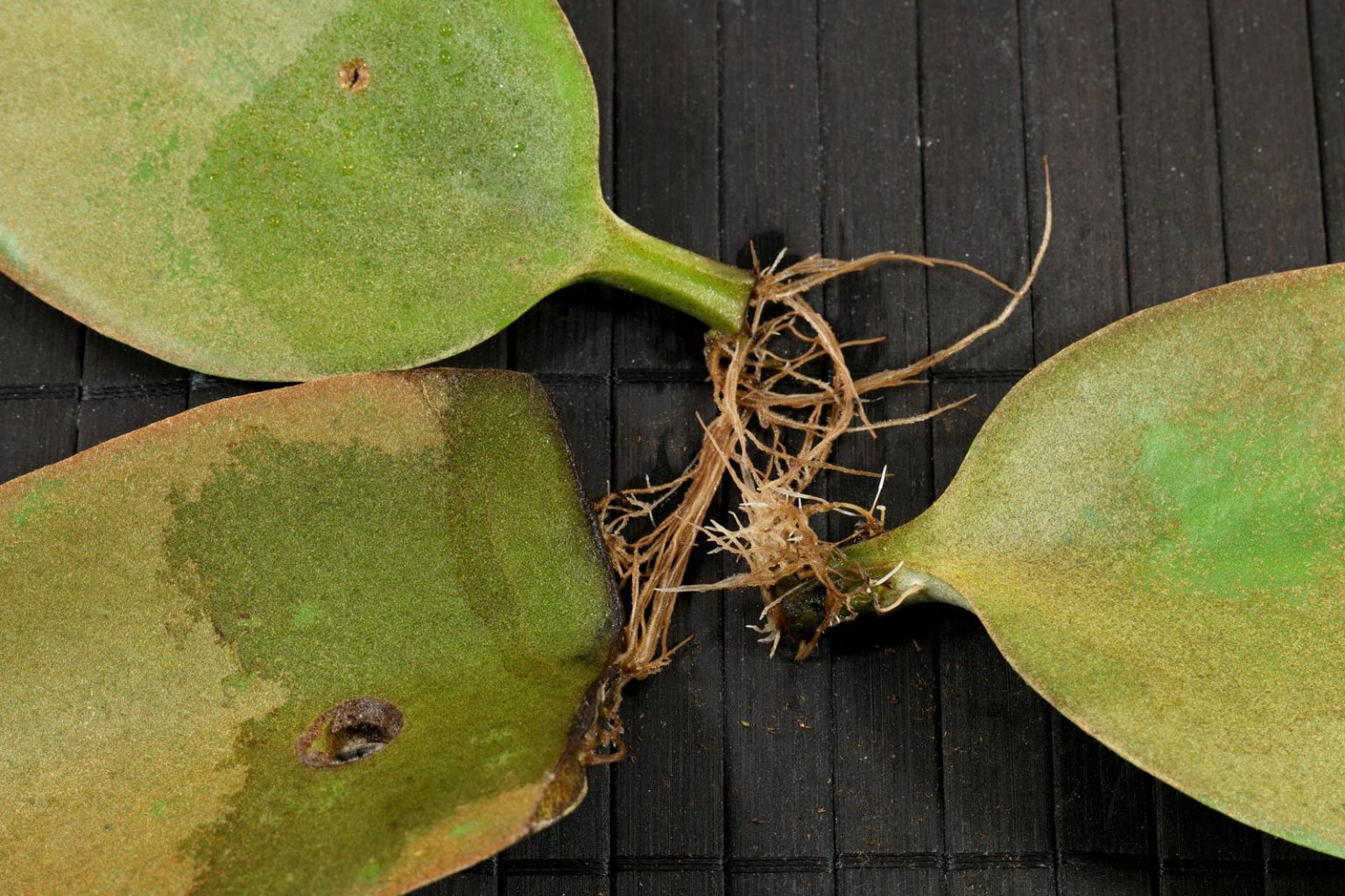 Kalanchoe orgyalis