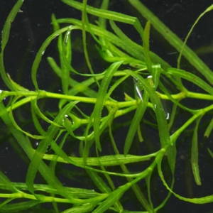 Najas guadalupensis