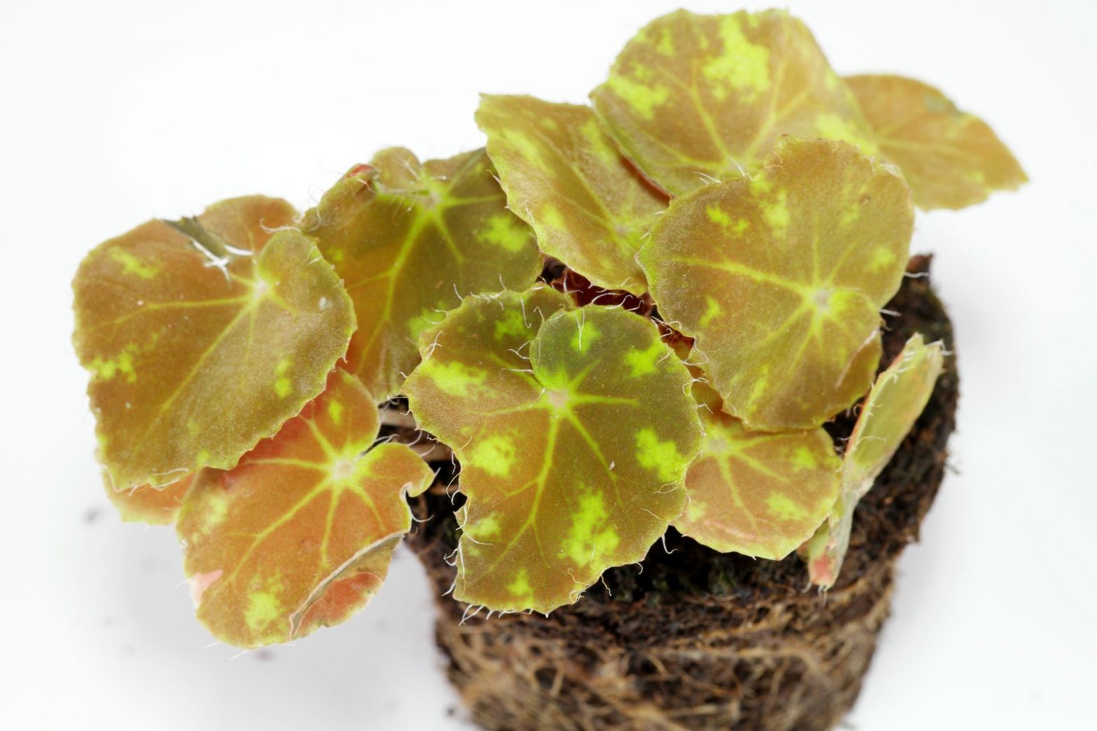 WimpernBegonie (Begonia bowerae) Pflege