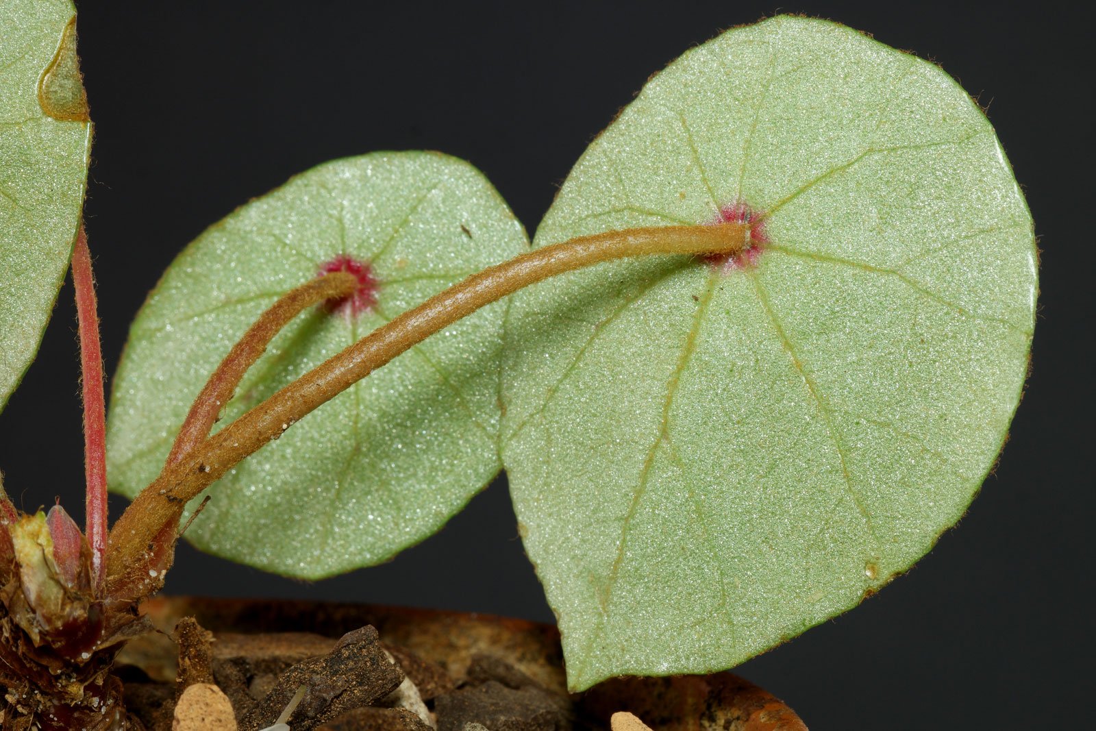Begonia conchifolia Blätter