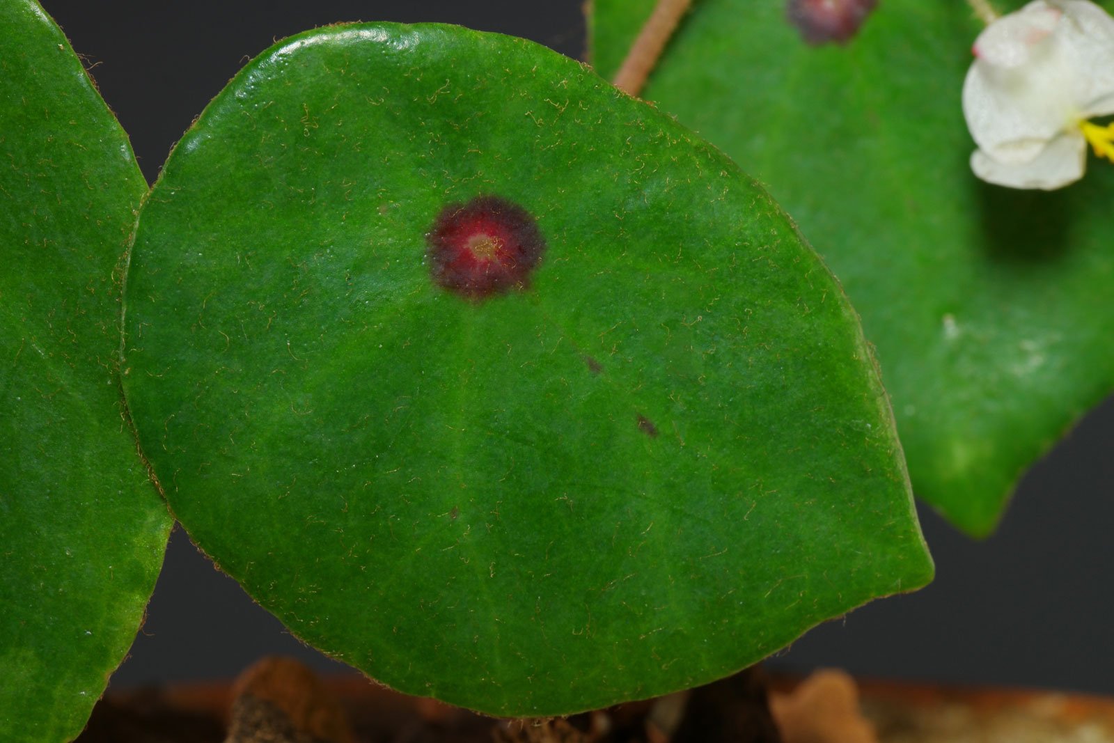 Begonia conchifolia Blatt