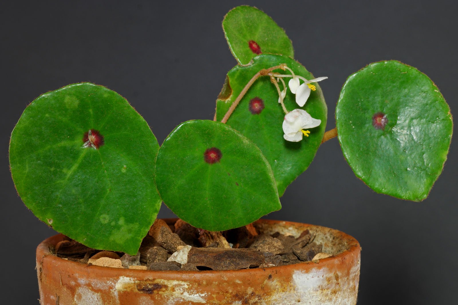 Begonia conchifolia Rubrimacula