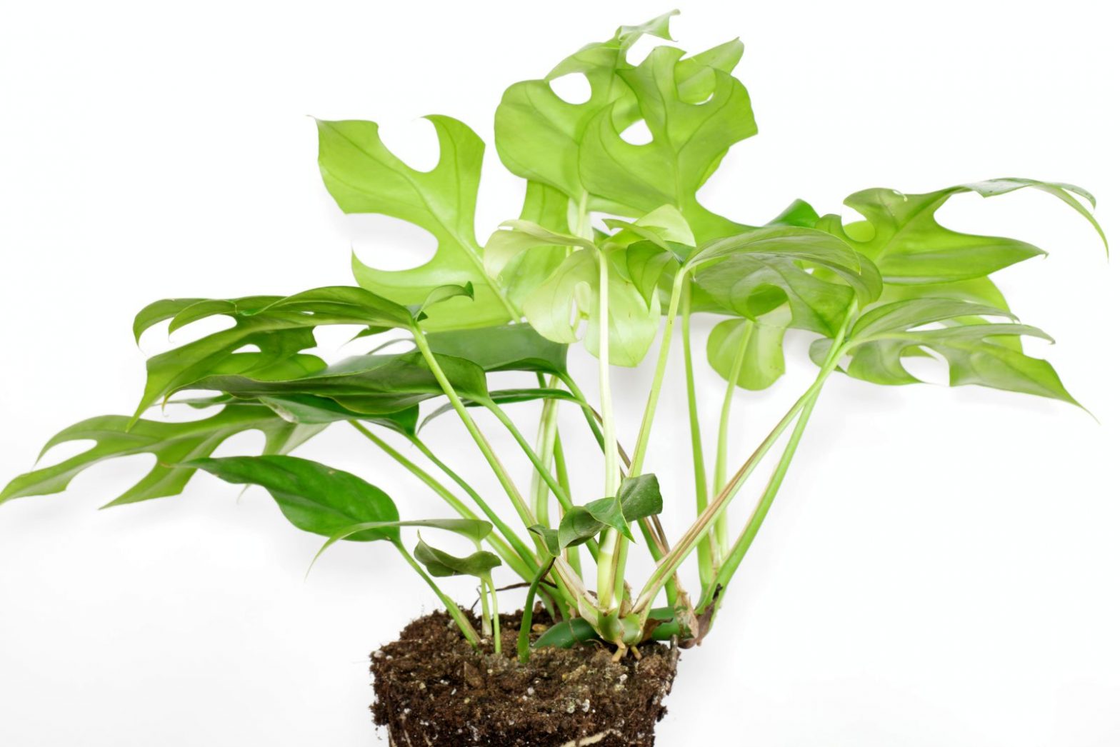 Monstera Minima, Mini Monstera (Rhaphidophora tetrasperma) Pflege