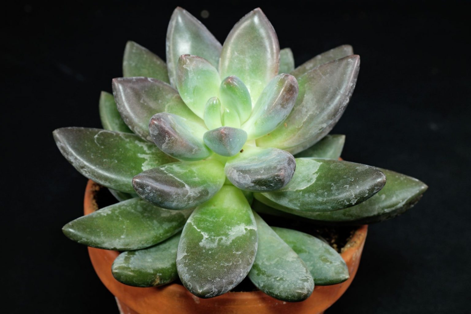 Pachyphytum kimnachii Pflege