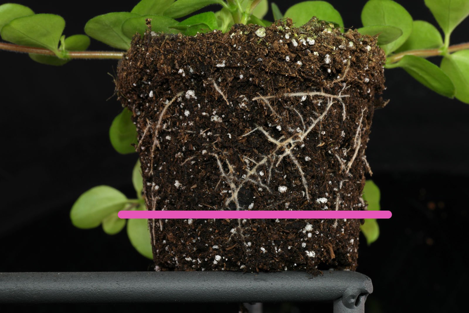 Peperomia rotundifolia gießen