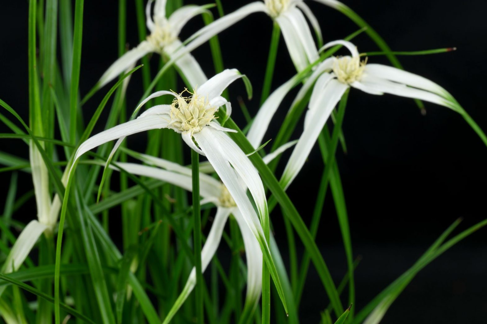 Floridagras (Rhynchospora colorata) Pflege