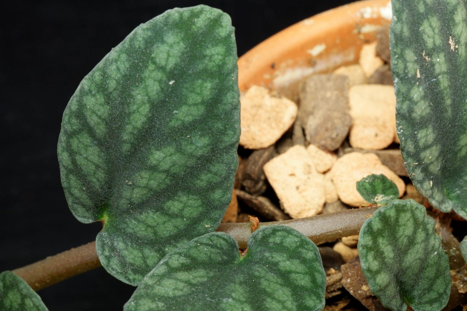 Pellionie (Pellionia pulchra) Pflege