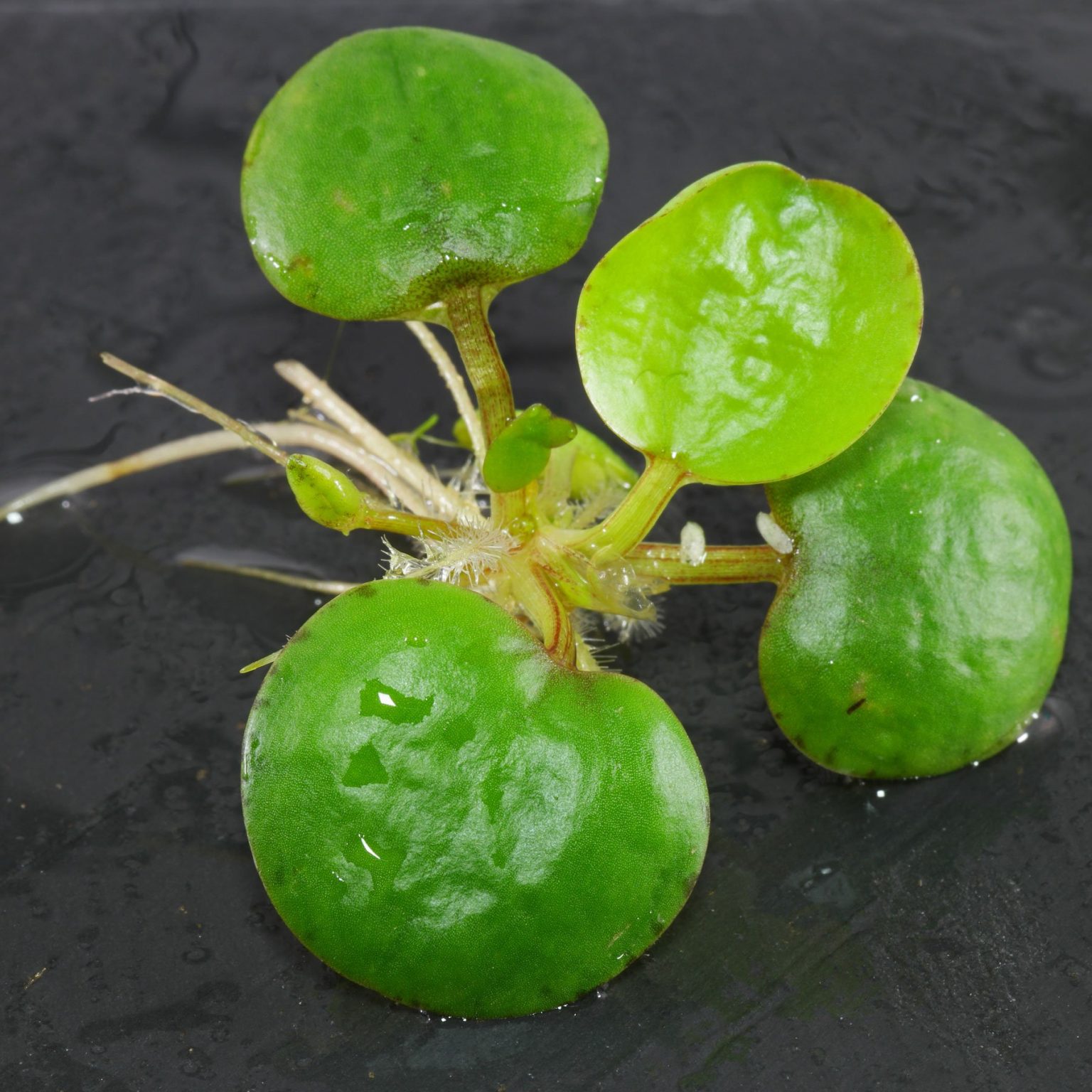Froschbiss (Limnobium laevigatum) im Aquarium