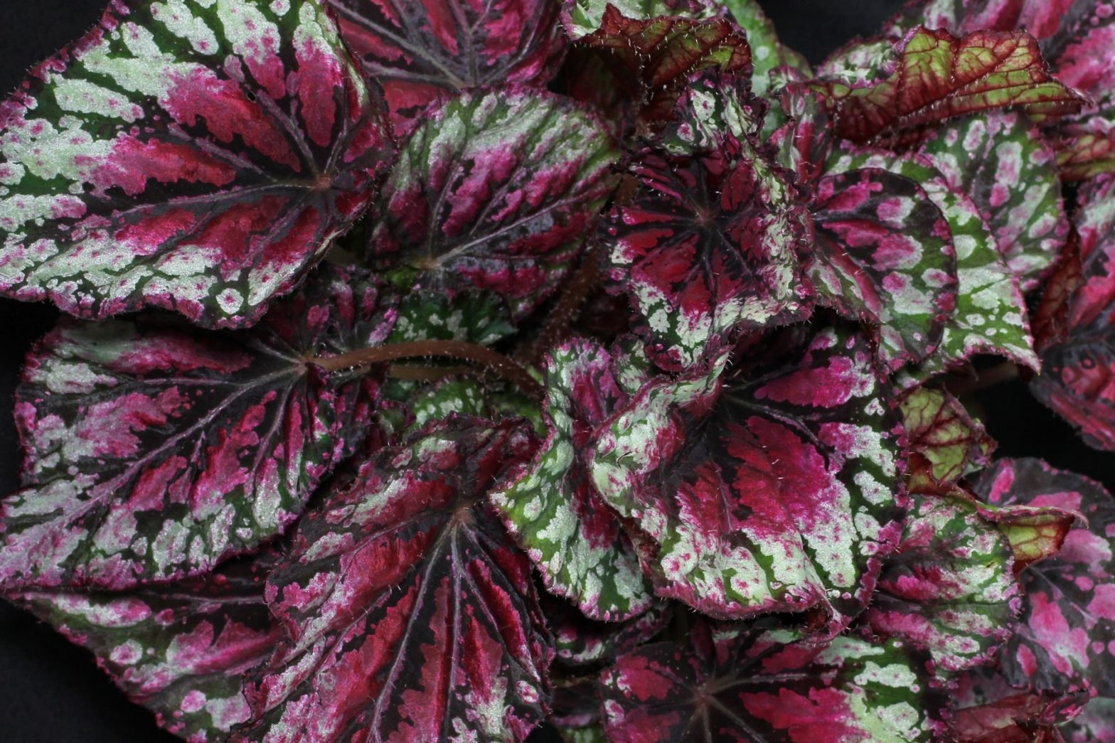 Zimmerpflanzen mit rosa oder roten Blättern