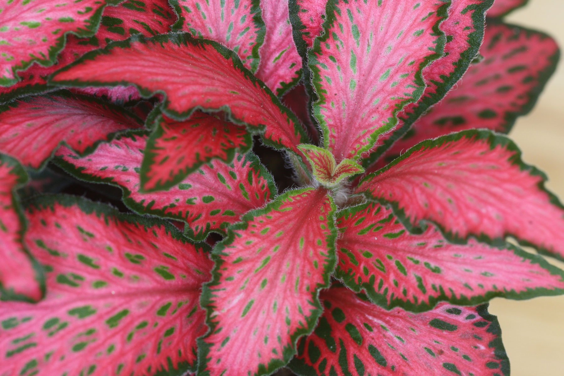 Fittonia rot