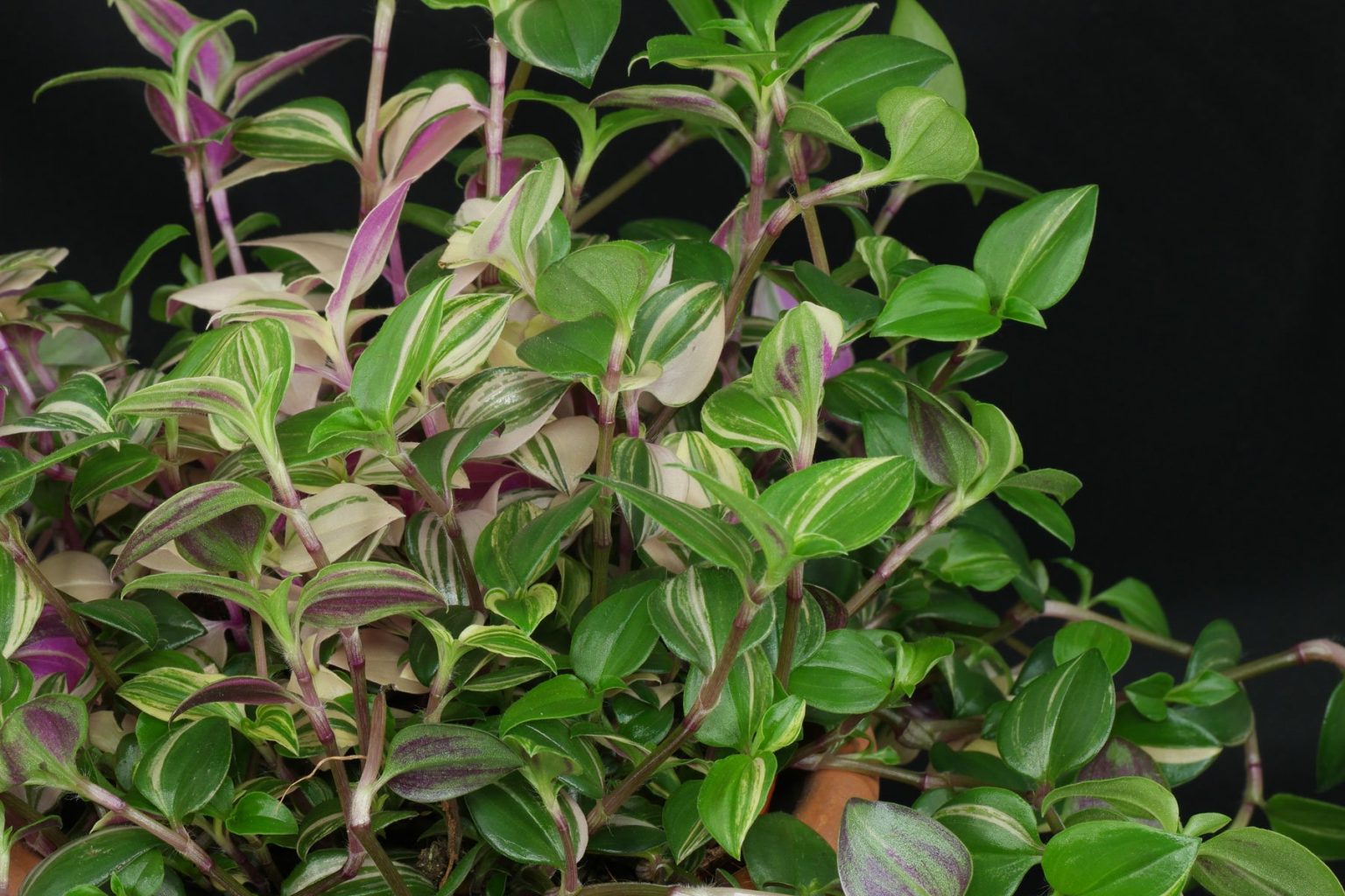 Zimmerpflanzen mit rosa oder roten Blättern