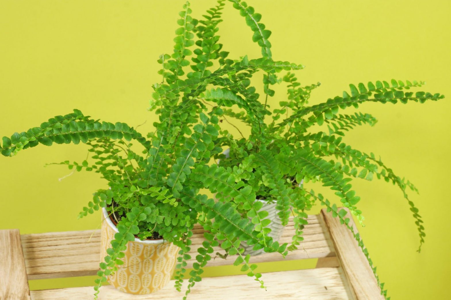 Schwertfarn (Nephrolepis cordifolia)