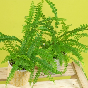Nephrolepis cordifolia