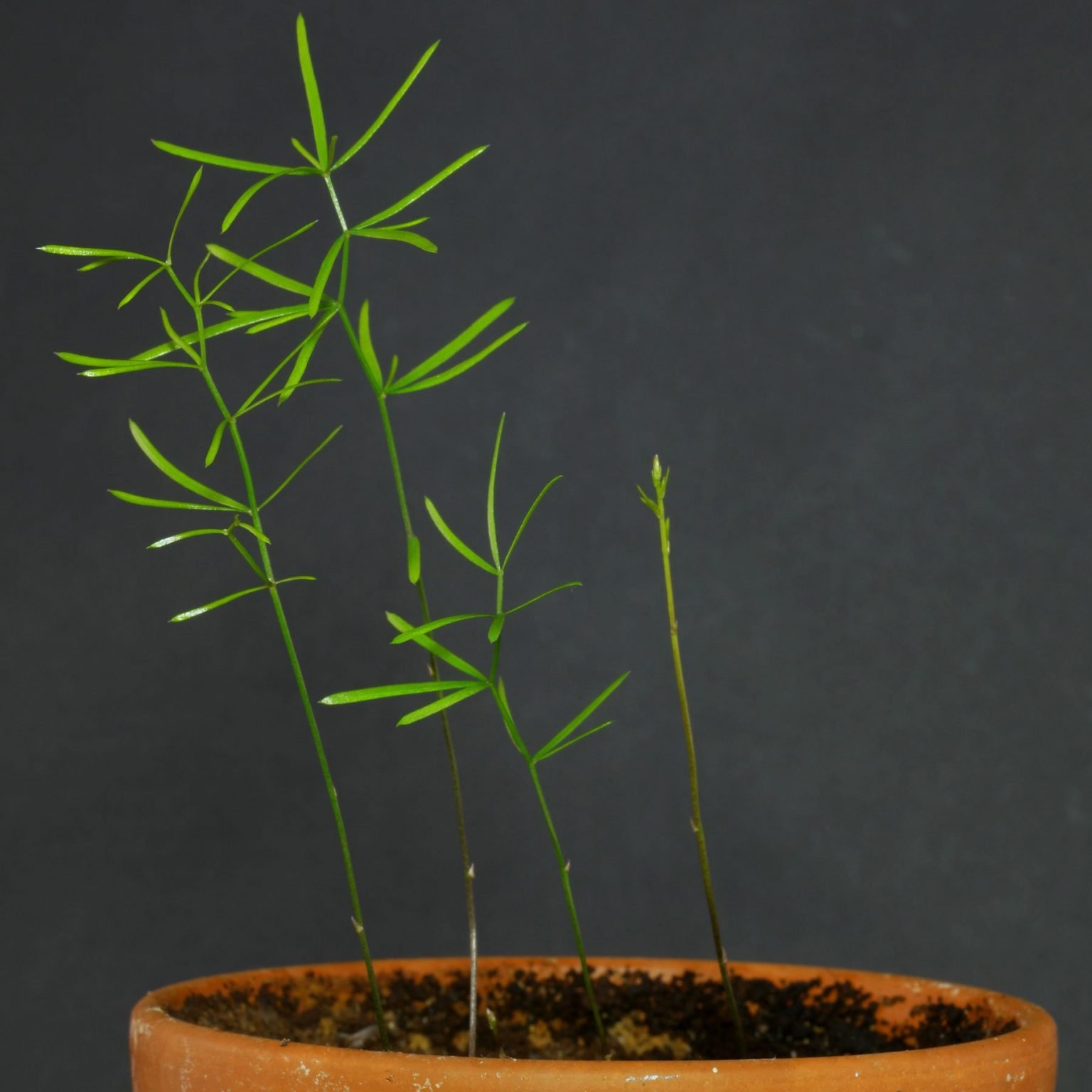 Zierspargel (Asparagus densiflorus)