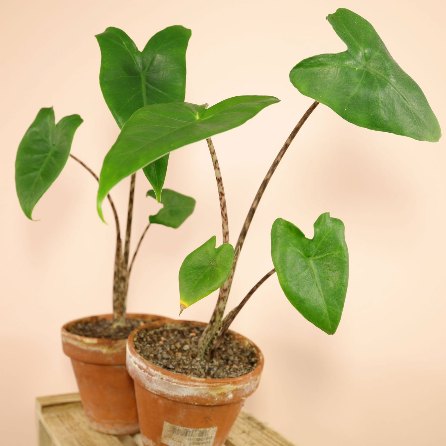 Kletterpiholodendron (Philodendron hederaceum / scandens)