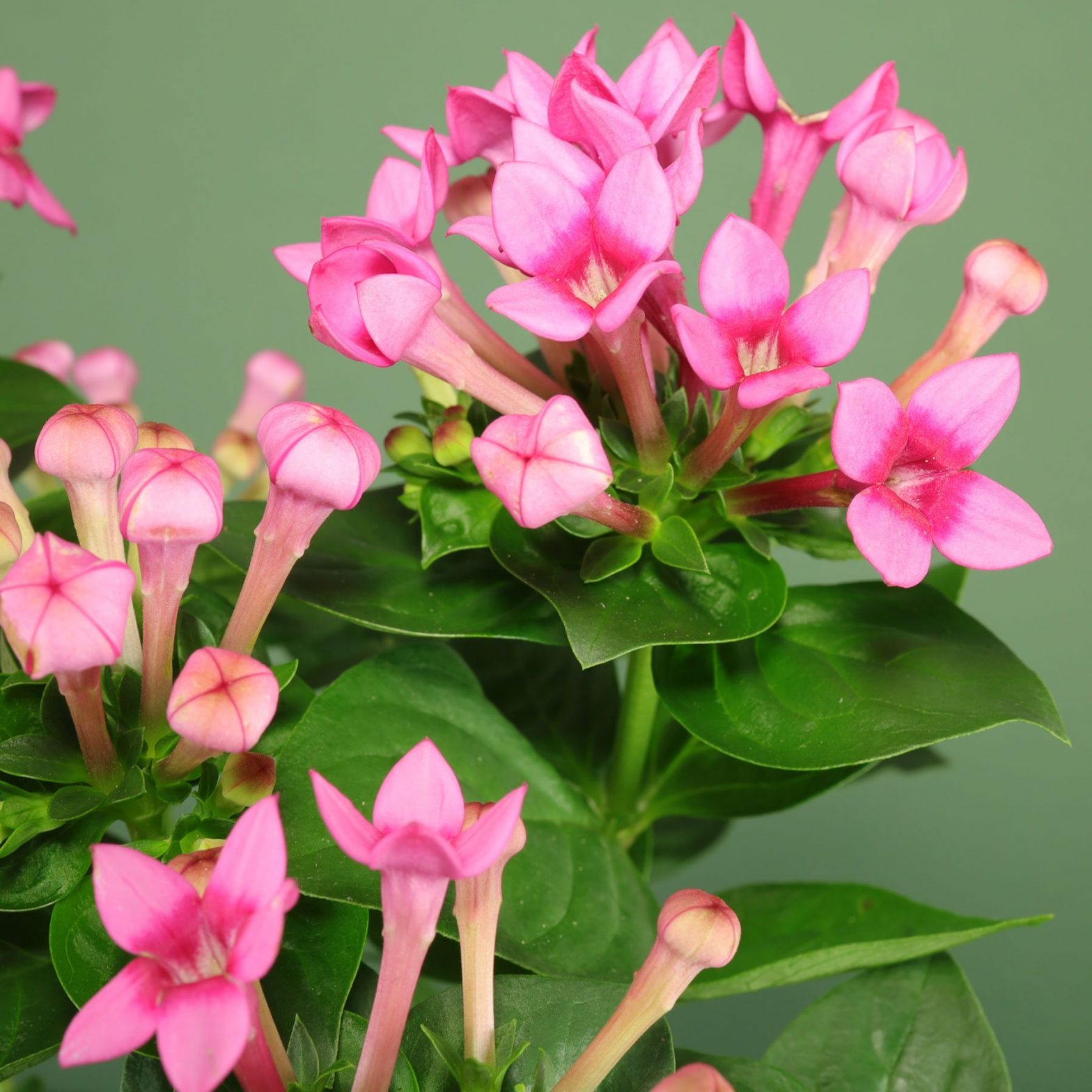 Bouvardia Hybriden (Bouvardien)