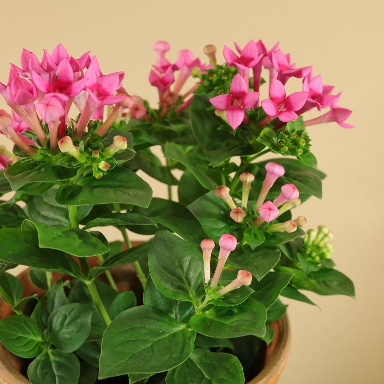Bouvardia Hybriden (Bouvardien)