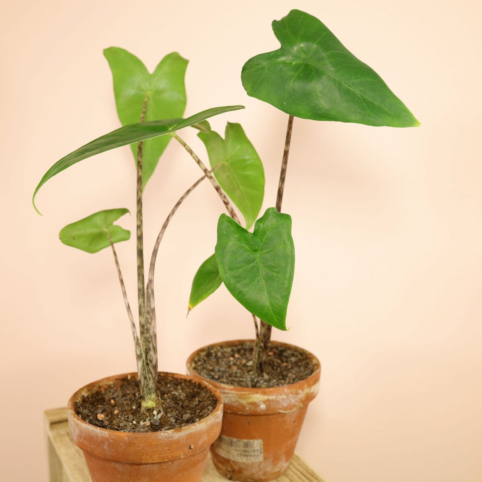 Elefantenohr (Alocasia zebrina)