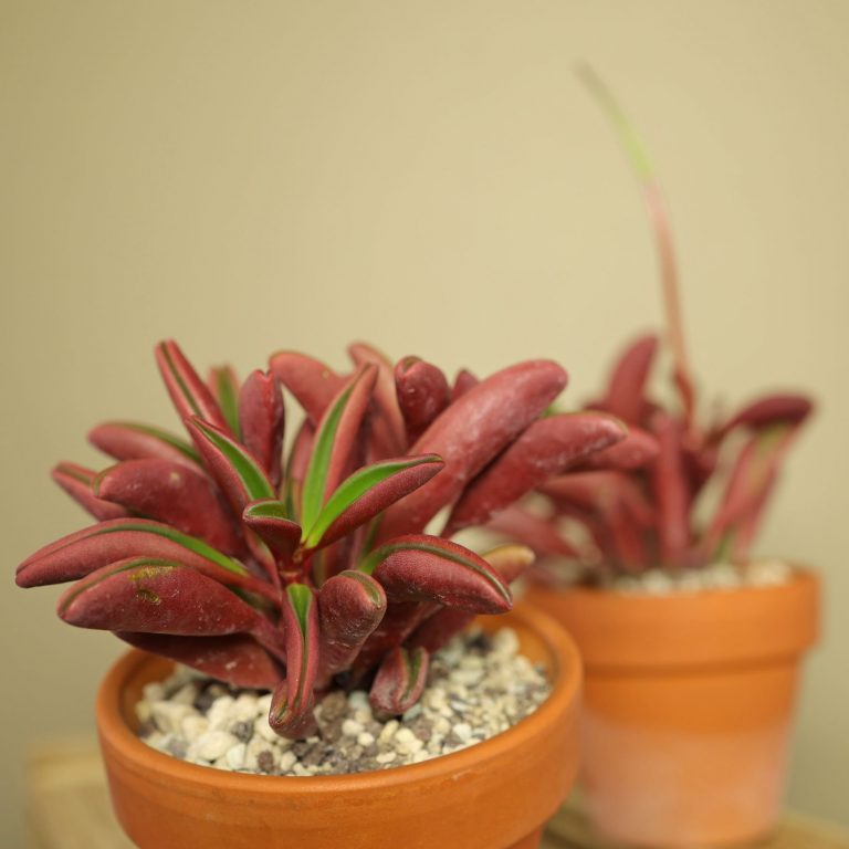 Zierpfeffer (Peperomia ferreyrae)