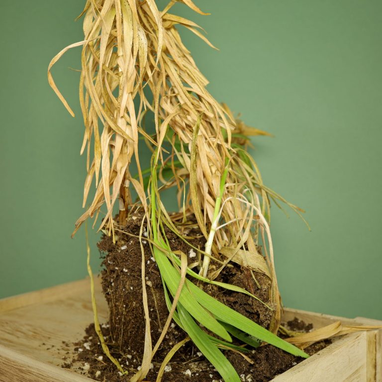 Asiatische / Orientalische Lilien Pflege