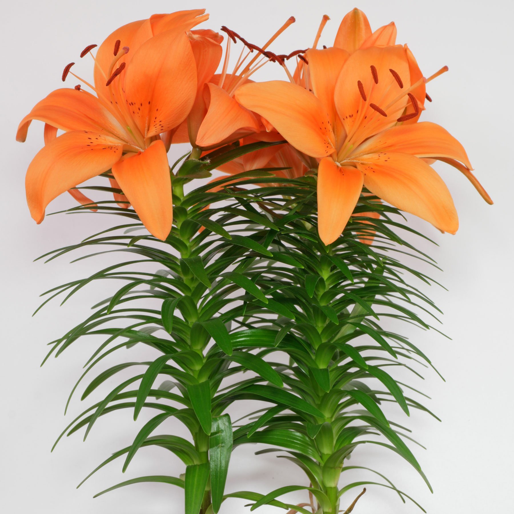 Lilie Asiatische Hybride