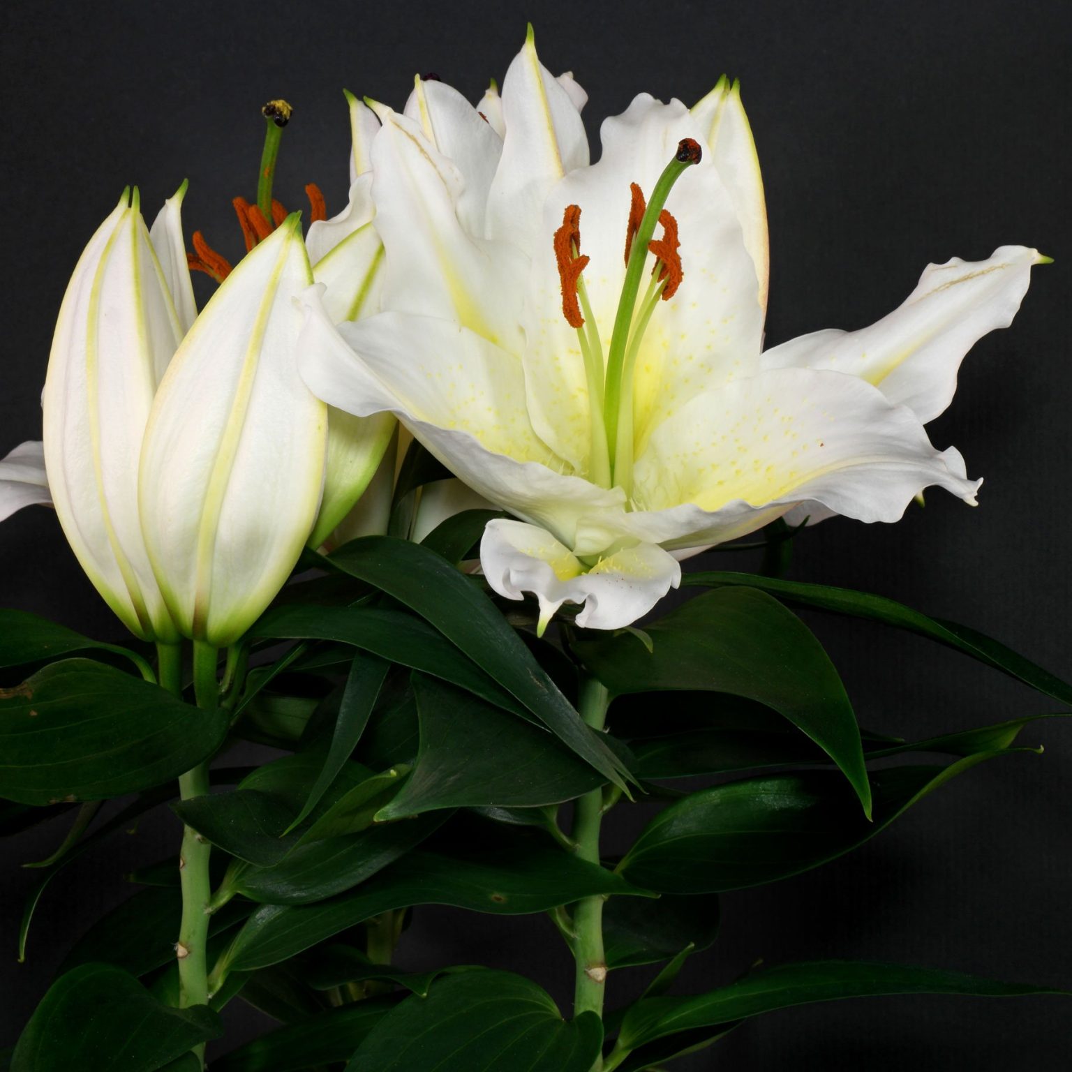 Asiatische / Orientalische Lilien Pflege