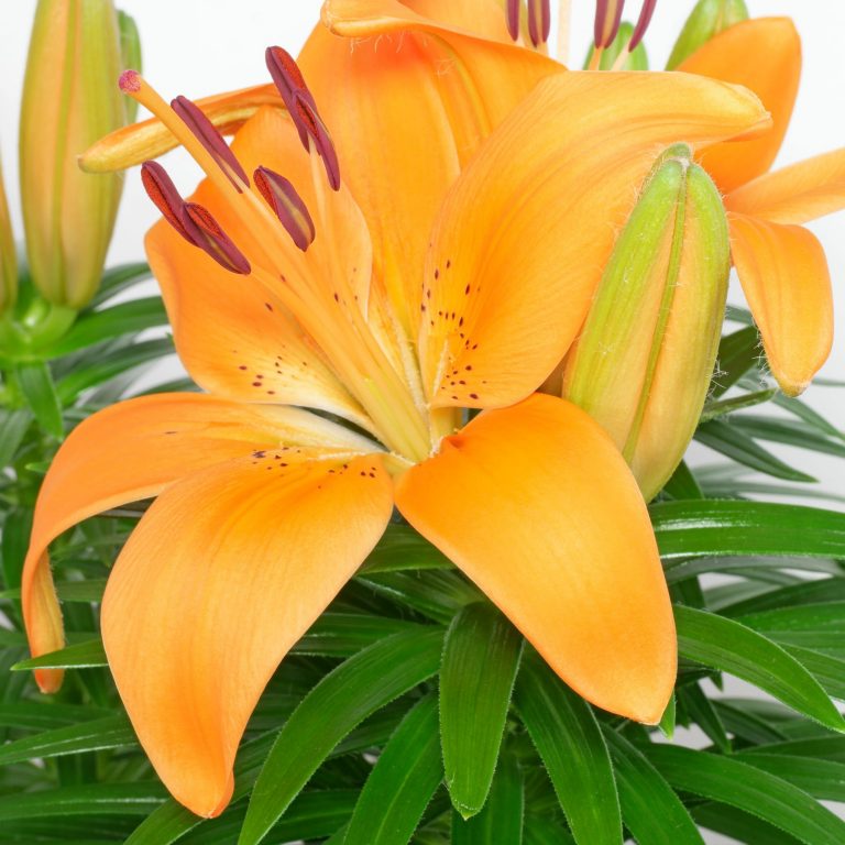 Asiatische / Orientalische Lilien Pflege