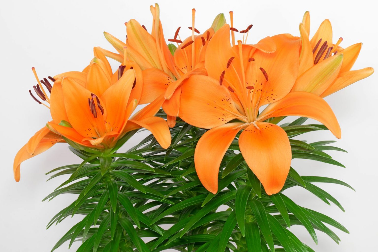 Asiatische / Orientalische Lilien Pflege