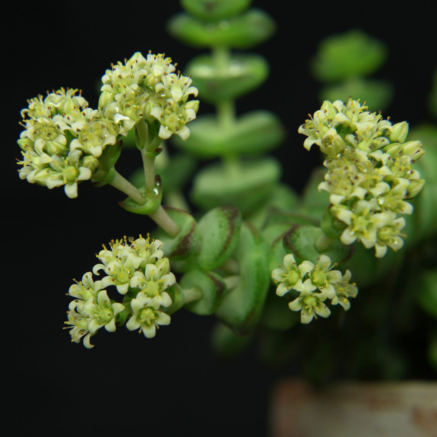 Crassula rupestris