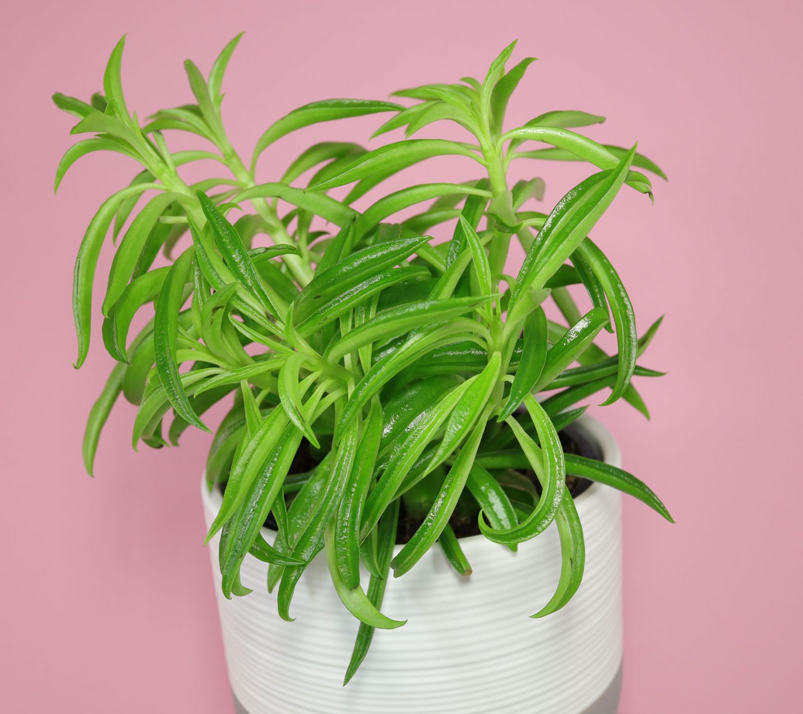 Zierpfeffer (Peperomia ferreyrae)