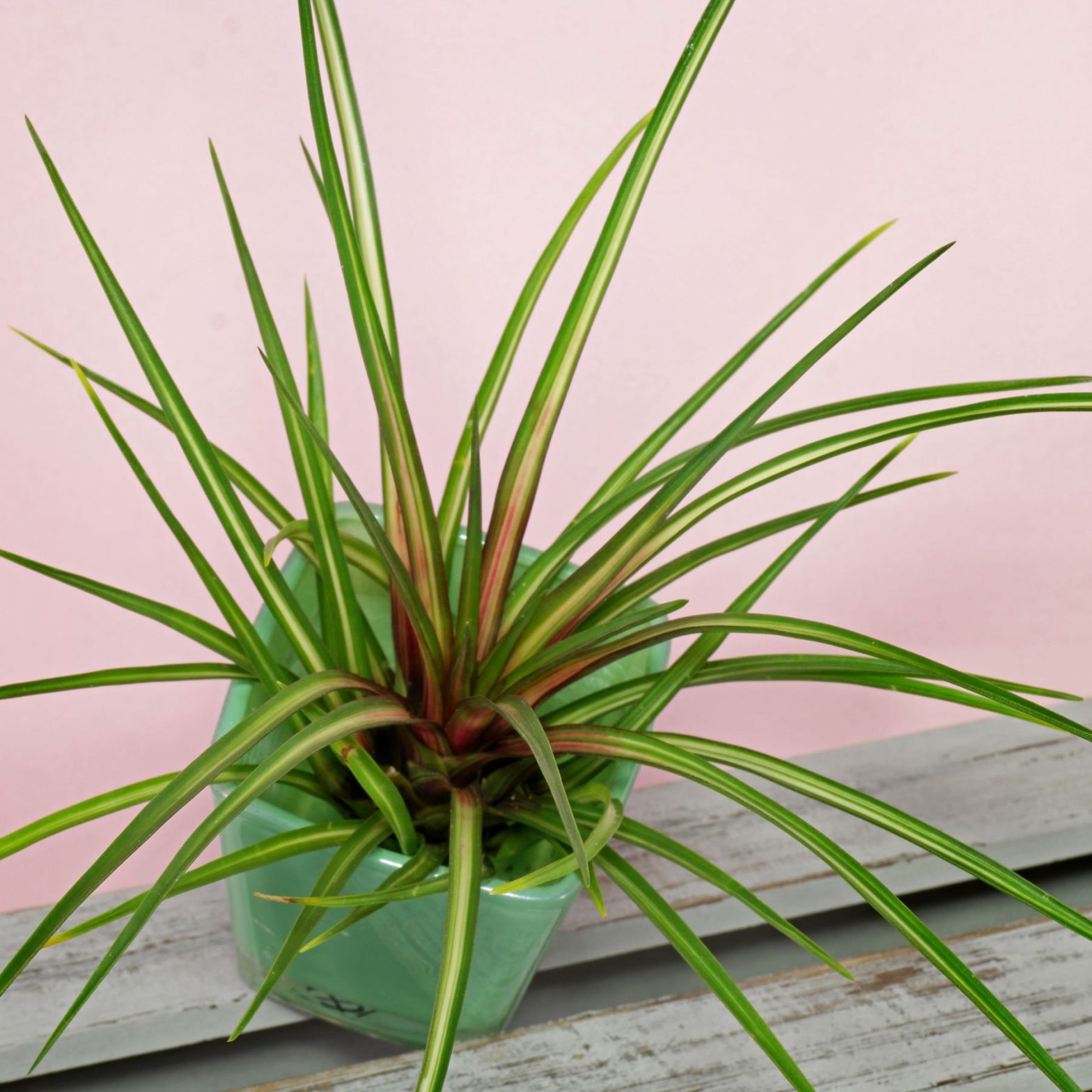 Tillandsie (Tillandsia cyanea)