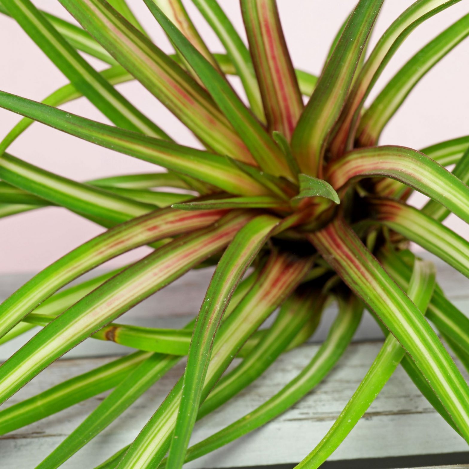 Tillandsie (Tillandsia cyanea)