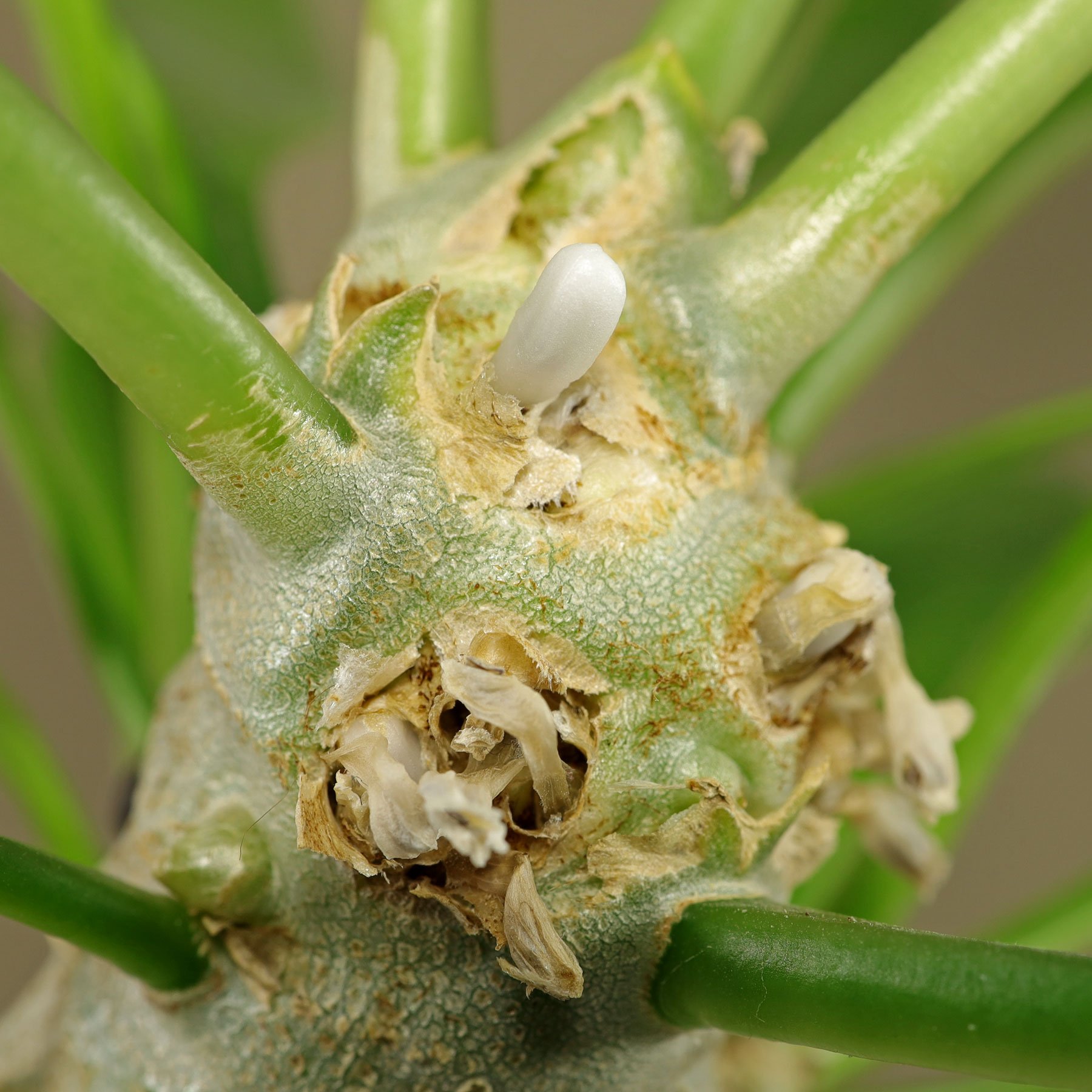 Geschlossene Blüte Ameisenpflanze